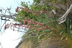Beschorneria yuccoides, photograph (c) Christopher Stephens, some rights reserved (CC BY-SA)
