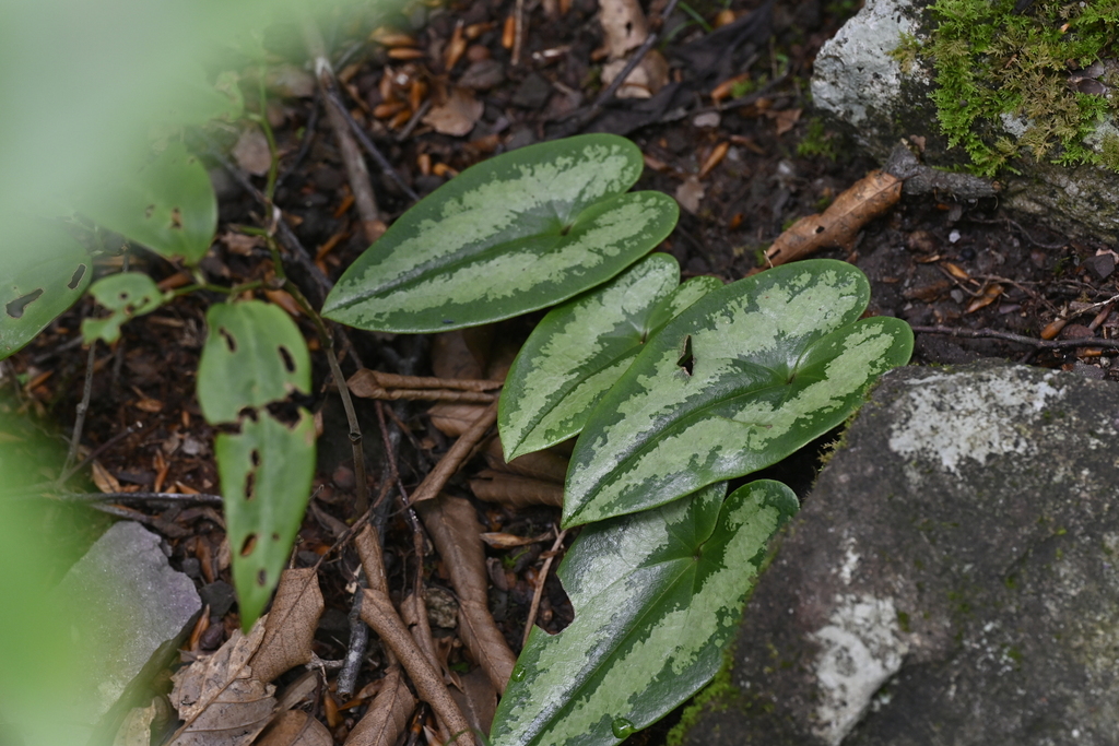 Asarum fukienense