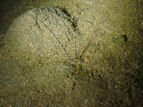 Mesochaetopterus observed 2025-09-09