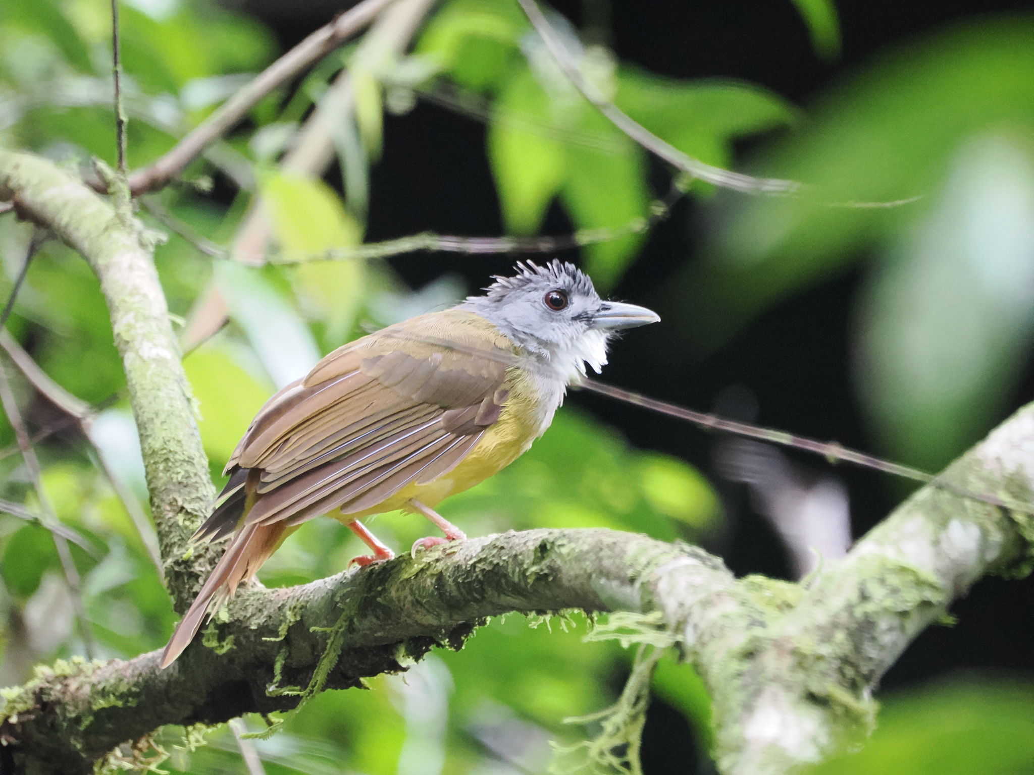 Yellow-bellied Bulbul (Alophoixus phaeocephalus), photo 7