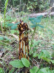 Monotropa hypopitys hypophegea
