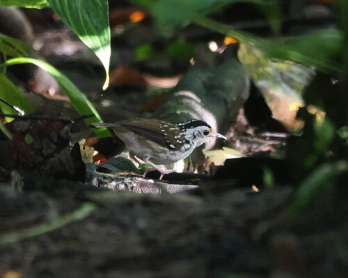Striped Wren-Babbler (Kenopia striata), photo 2