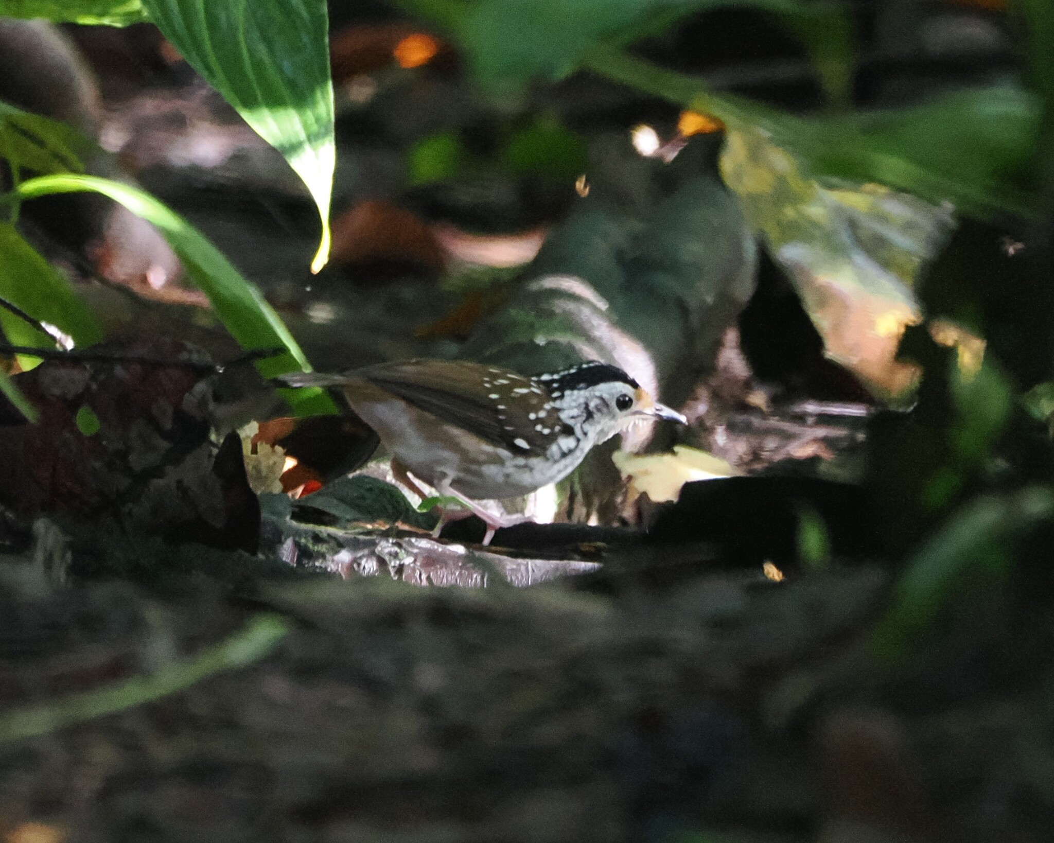 Striped Wren-Babbler (Kenopia striata), photo 2