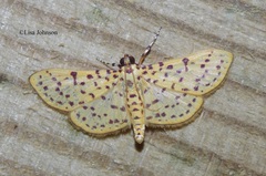 Polygrammodes eleuata