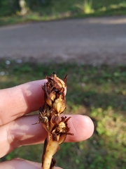 Monotropa hypopitys hypophegea
