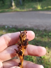 Monotropa hypopitys hypophegea