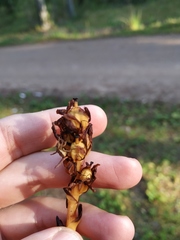 Monotropa hypopitys hypophegea