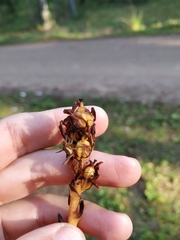 Monotropa hypopitys hypophegea
