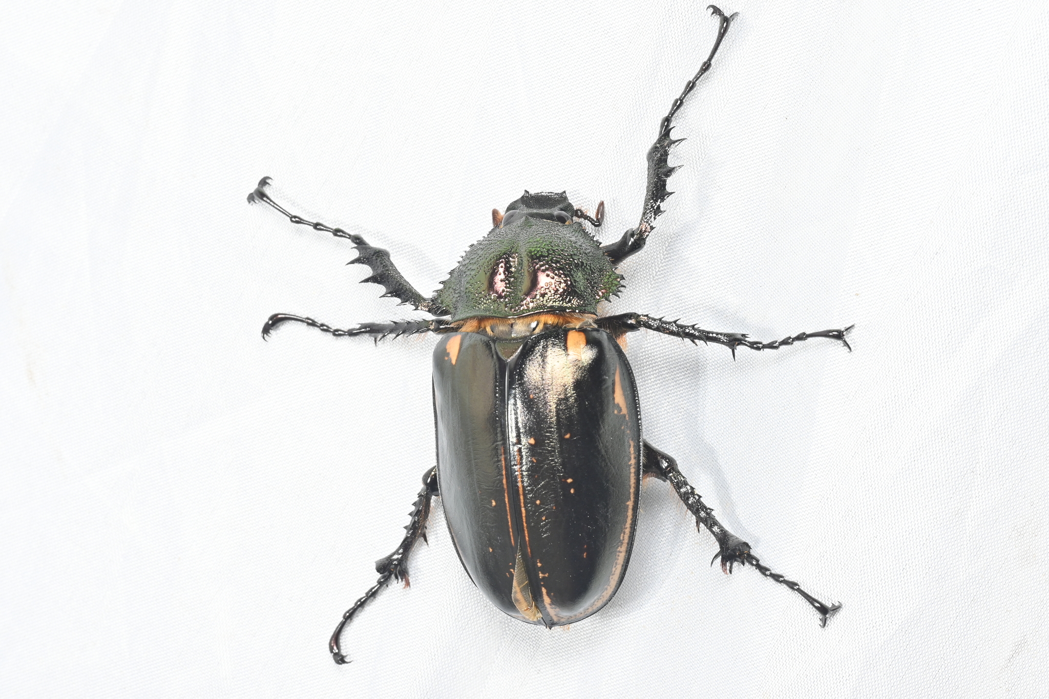 標本 Cheirotonus formosanus pair 46-55mm 標本 Cheirotonus