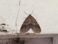 Operophtera occidentalis