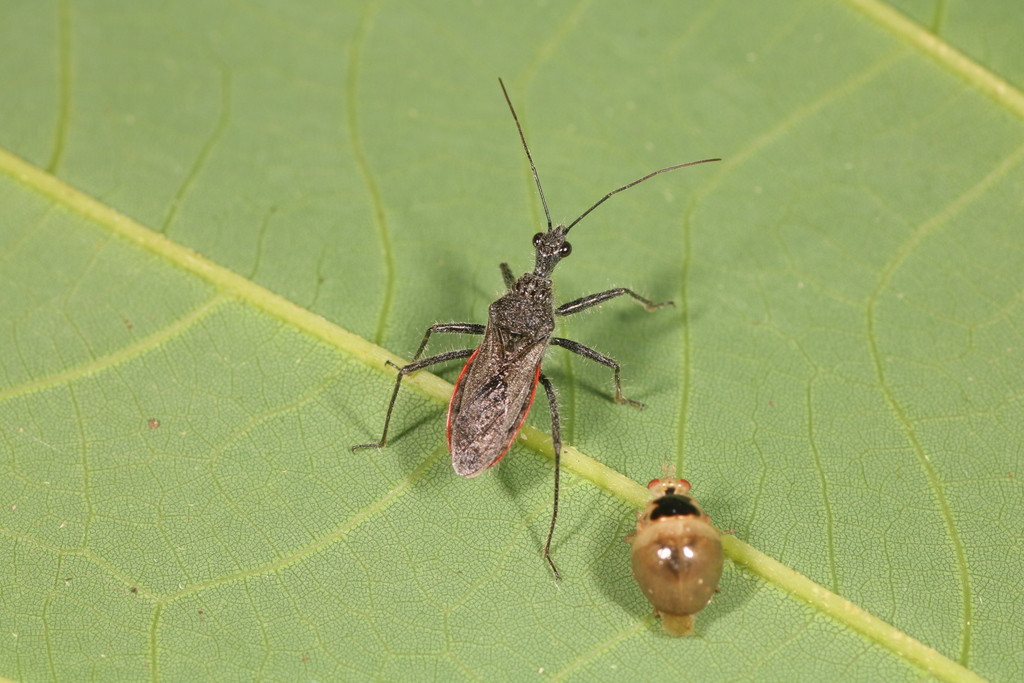 Coranus marginatus