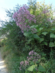 Peteravenia malvifolia