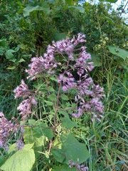 Peteravenia malvifolia