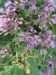 Peteravenia malvifolia