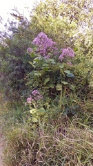 Peteravenia malvifolia