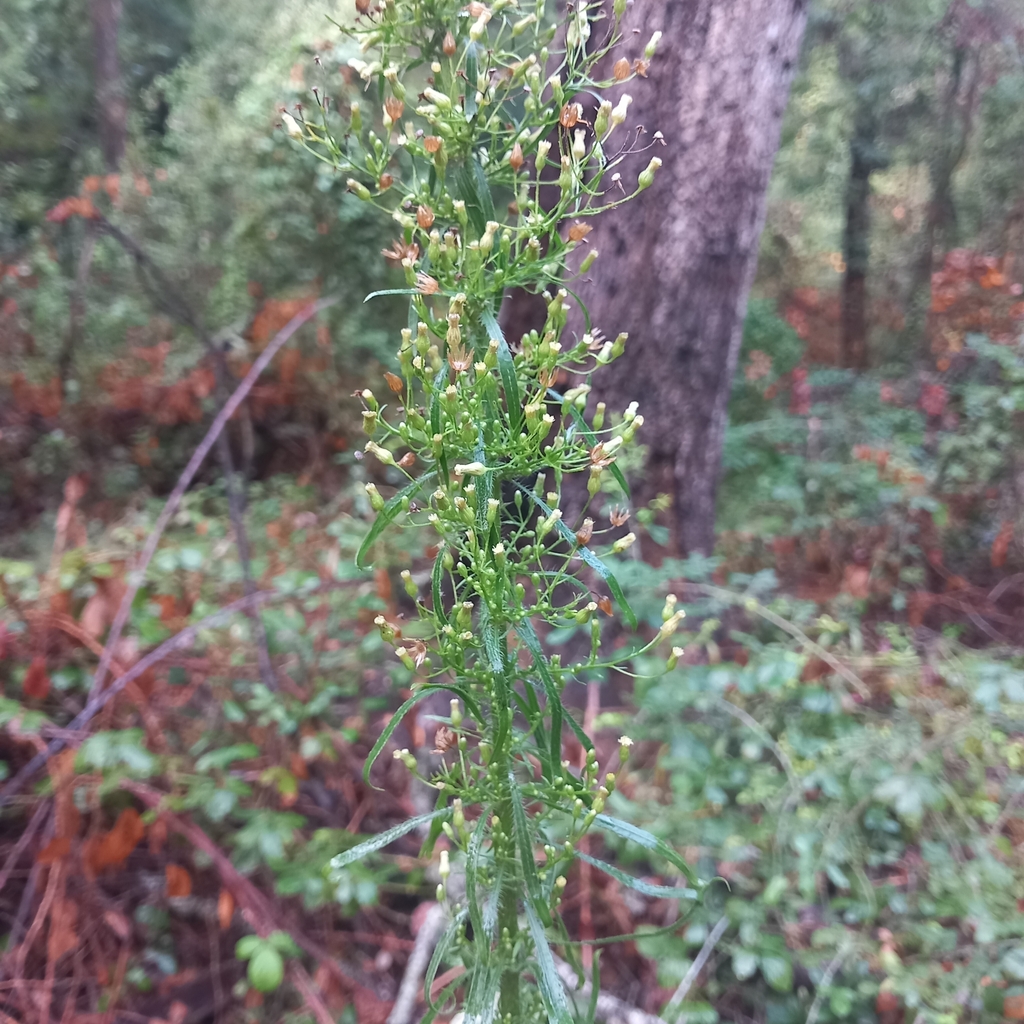 Horseweed