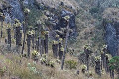 Espeletia hartwegiana