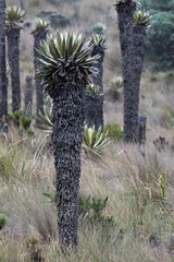 Espeletia hartwegiana