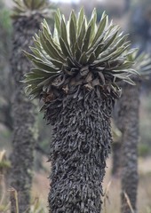 Espeletia hartwegiana