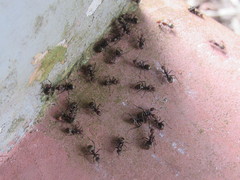 Dolichoderus quadridenticulatus