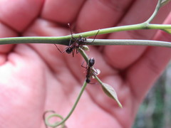 Dolichoderus attelaboides