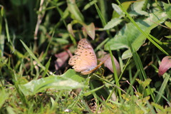 Euryphura concordia