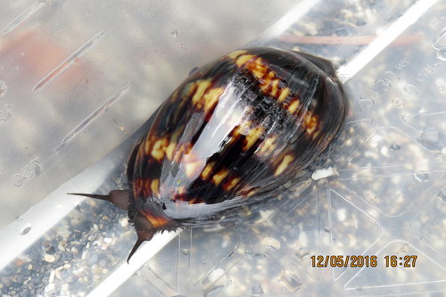 Mauritia mauritiana