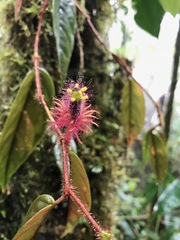 Columnea minor