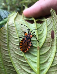 Spartocera pantomima