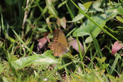 Euryphura concordia