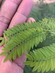 Mimosoideae