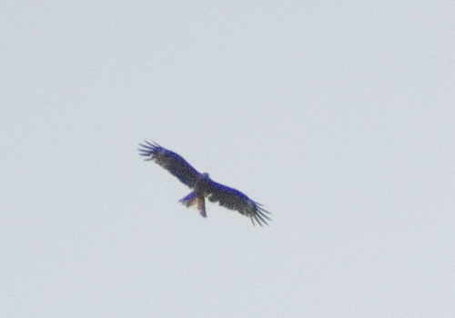 Black Kite