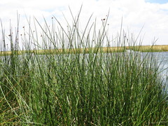 Schoenoplectus californicus