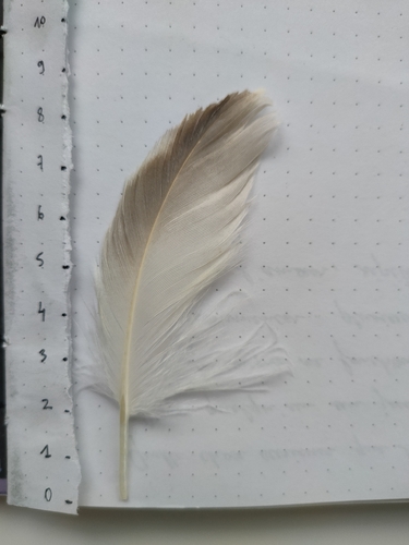 Plume de Fulmar boréal