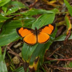Tegosa pastazena