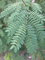 Mimosoideae