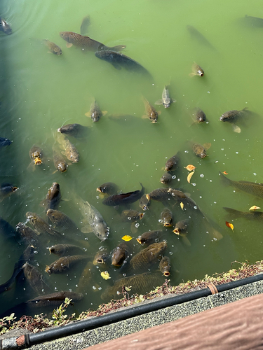 Cyprinus rubrofuscus