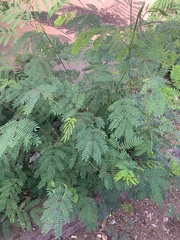 Mimosoideae