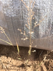 Cottea pappophoroides