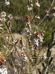Epacris gunnii