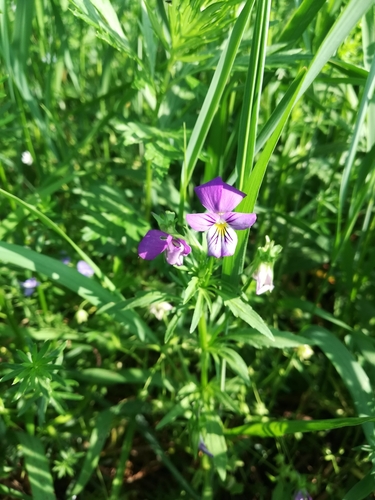 Wild Pansy