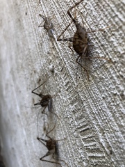 Tachycines asynamorus