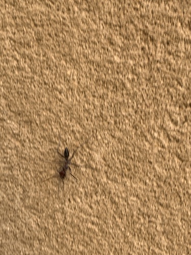 Cataglyphis savignyi