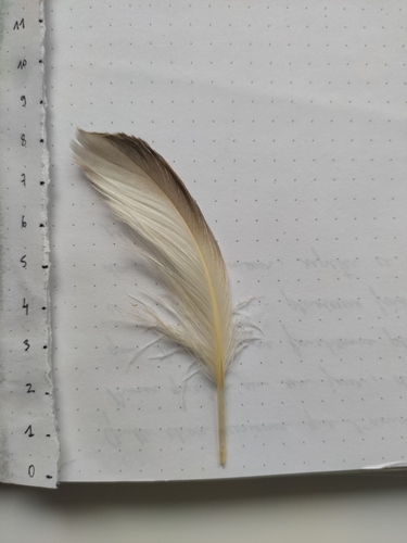 Plume de Fulmar boréal