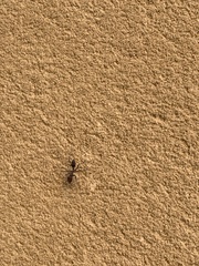 Cataglyphis savignyi