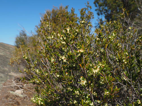Micrantheum hexandrum (Micrantheum hexandrum)
