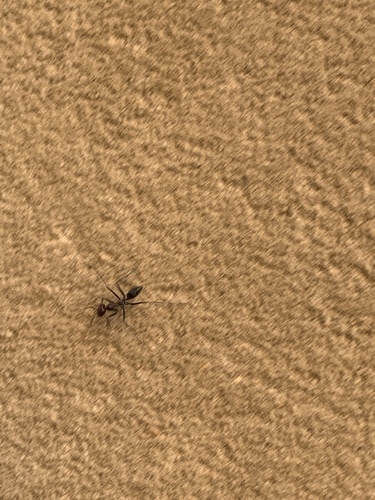 Cataglyphis savignyi