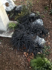 Ophiopogon planiscapus