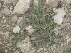 Convolvulus lineatus