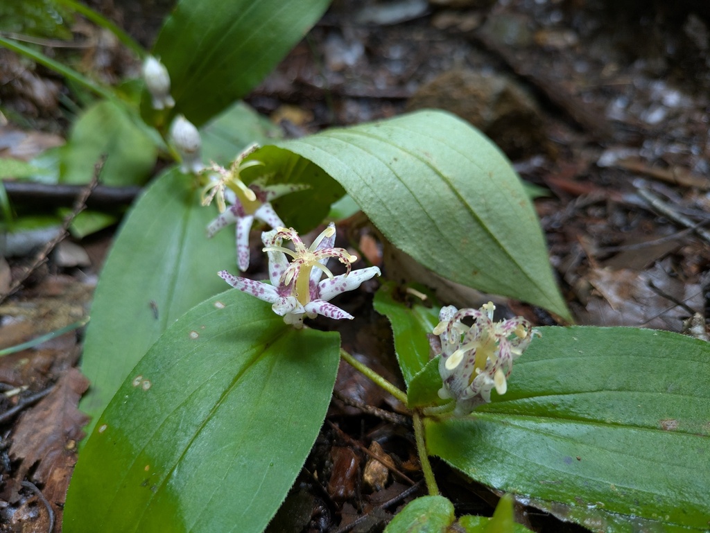 Tricyrtis affinis; photograph (c) Timur Kalininsky, some rights reserved (CC BY)
